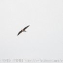 오조리-1 이미지