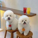 디어오렌지(dear orange) | 마곡 애견동반카페 카페디어 강아지랑 데이트 하기 좋은 우드톤 감성