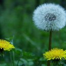 민들레 이미지