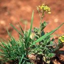 꽃다지 앞 이미지