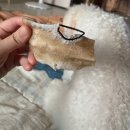 트릿츄잇 | 재구매 핏펫 츄잇 만두/ 닥터설트릿 어텐션