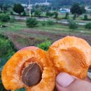 삼촌농수산