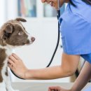 한마음동물병원 이미지