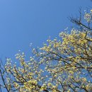 산수유 | 구례 당일치기 코스 추천 : 산수유, 쌍산재, 봉성피자, 화엄사, 사성암