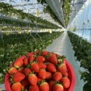 영원농장 이미지