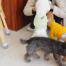 왈왈애견미용샵 이미지