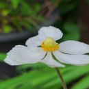 바람꽃뜰 이미지