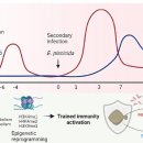 Mannan-oligosaccharide(MOS)는 훈련 면역 trained immunity을 활성화시켜 세균감염과 간장 손상을 완화 이미지