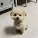 미쓰박 펫 살롱 이미지