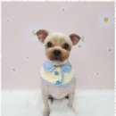 아임댕댕 이미지