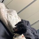 행복한 멍냥이 이미지