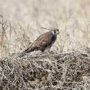 여주-1019 이미지