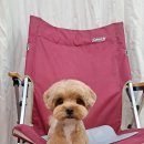 루이앤독 이미지