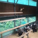 금산청계농장 | 【산청,청란,청계란】 예쁜 꼬꼬들 오는날♥♡