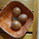 스파렉스 이미지