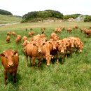 동해축산 이미지