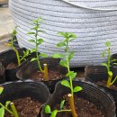 정우농원 이미지