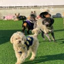 멍스쿨 전주애견유치원 애견호텔 이미지