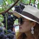 대가포도농원 이미지