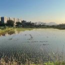 모내기를 했으니 김매기도 함께 해야지요~~ (7.24.쇠날 오후5시. 덧, 모내기 후 논의 풍경) 이미지