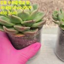 초보자용 아주 쉽게~다육이 물 언제줘요? 염자가 계속 죽어요 ( 염좌 ) 이미지