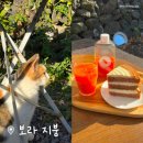 6827 | 제주 함덕 해수욕장 근처 고양이가 있는 카페 보라지붕 리뷰