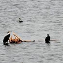 봄놀다 | new s 가 흐르는 강