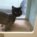 미니 & 바니 애견샵 이미지