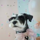 그루밍 호찌 이미지