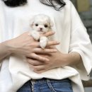 토이파티 이미지