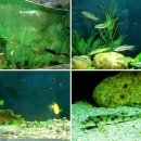 어름치마을 이미지