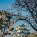 성이 푸드 | 일본 나고야 여행 추천 코스 나고야성 벚꽃 축제 날씨 후기