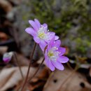 김밥마을 일원2호점 | [#14]2026년 봄마중_청도 선의산 잉어재 노루귀 '26.3.15(일)