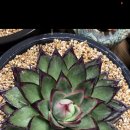 봉황슈퍼 이미지