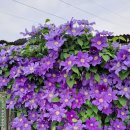 클레마티스 이미지