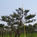소나무 농장 2 네이버블로그