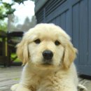 FAMILY DOG 이미지