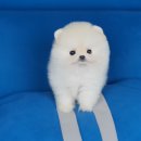 강아지분양 멍블랑 인천청라본점 이미지