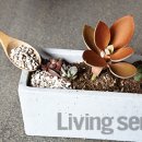 (봄맞이) 홈가드닝 이미지