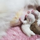 해피펫클럽 이미지