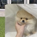 강아지정거장 - 서구 운천로 128 | 강아지정거장