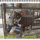 봉황농장 이미지