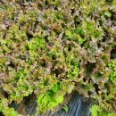 도혜원민박 이미지