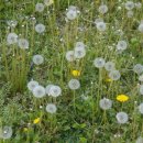 수류화개 이미지