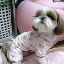 퍼피파라다이스 이미지