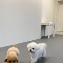 뽀글뽀글 반려견 유치원&호텔 이미지