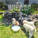 성산구 ⓒ-2 | 제주 애견동반펜션 성산일출봉 한달살기 숙소 성산오름펜션