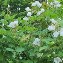 망우재로 이미지