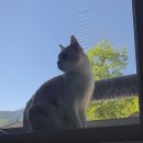 냥이와 양이 | 길고양이 처음 본 집 냥이 후기