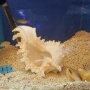 베스트피쉬 수족관 이미지